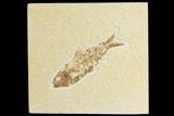 Bargain, Fossil Fish (Knightia) - Wyoming #136764-1